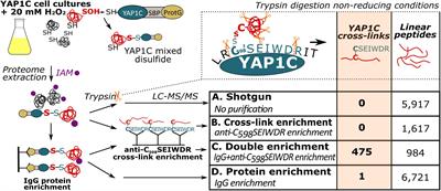 Identification of Sulfenylated Cysteines in Arabidopsis thaliana Proteins Using a Disulfide-Linked Peptide Reporter